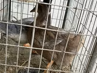 Ducks — Foto 4