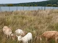 Ziege, Ziegen — Foto 5