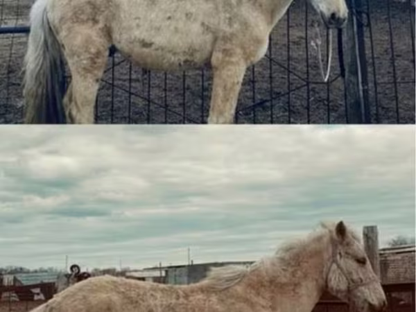 Stute, Horse breed