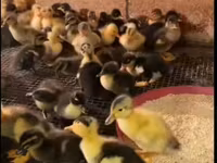 Ducks — foto 4