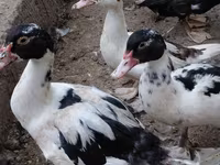 Ducks — الصورة 1