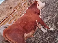 Toro, Simmental cattle — foto 5