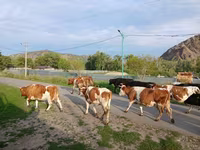 بقرة, Simmental cattle — الصورة 2