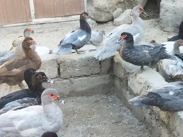 डोमेस्टिक मस्कोवी