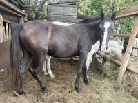 حصان, Horse breed — الصورة 1