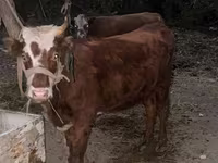 Vaca, Simmental cattle — foto 1