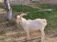 Ziegenbock, Saanen goat — Foto 1
