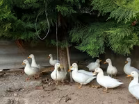 Ducks — الصورة 5
