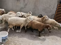 Ovejas (lote, sexo no especificado), Ovejas — foto 1