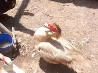 Geese — Foto 5