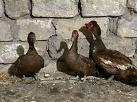 pato criollo doméstico — foto 2