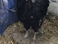 Brahma — Foto 3