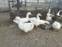Ducks — Foto 6