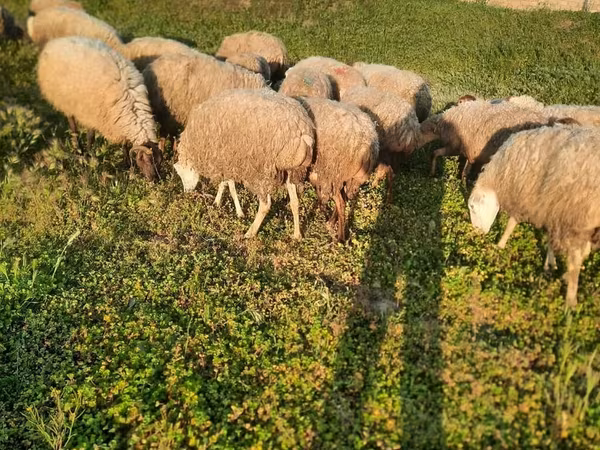 أغنام (دفعة، الجنس غير محدد), الأغنام