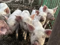 Schweine (Partie, Geschlecht nicht angegeben), Крупная белая — Foto 1