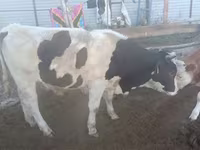 Toro, Ganado vacuno — foto 2
