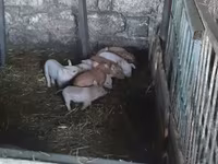Boar, Pigs — photo 2