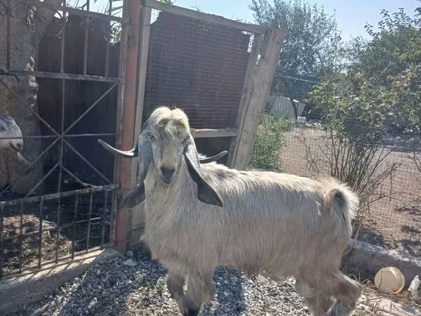 Cabro, Damask goat