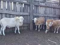 公羊, Katum sheep — 照片 1