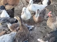 Ducks — फ़ोटो 3