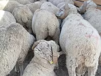 Widder, Merino sheep — Foto 1