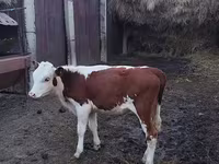 Bulle, Swiss cattle — Foto 1