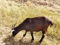 Коза, Saanen goat — фото 4