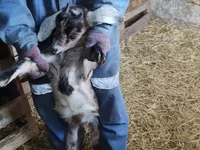 Ziegenbock, Nubian Goat — Foto 3