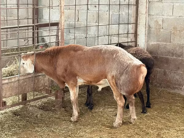 Carnero, Ovejas