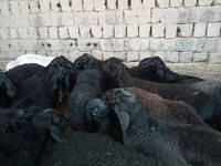 Widder, Rhon sheep — Foto 3