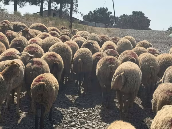 公羊, Sheep