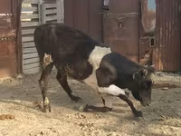 Toro, Raza Holstein — foto 4