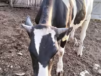 ثور, Simmental cattle — الصورة 3