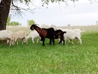 Ziege, Saanen goat — Foto 2
