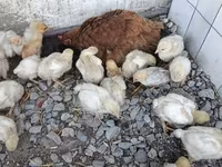 Chickens — الصورة 6