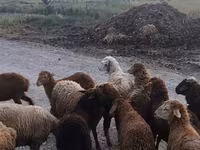 मेढ़ा, भेड़ — फ़ोटो 2