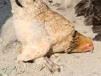 Brahma — Foto 7