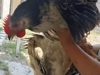 Chickens — 2-rasm