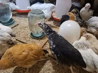 Chickens — الصورة 1