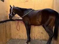 At, Thoroughbred horse — foto 3