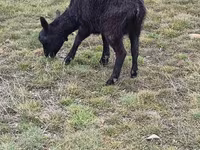 Goats (batch, sex not specified), Saanen goat — photo 8
