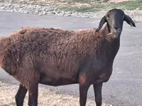 Widder, Hissar sheep — Foto 2