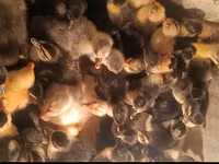 Ducks — foto 2