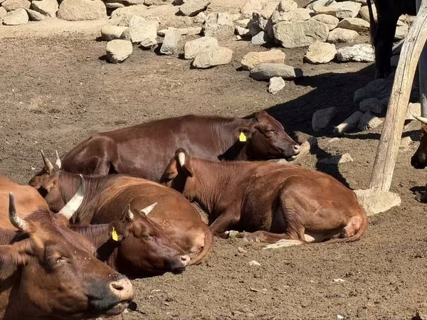 Корова, Latvian Blue cattle