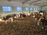 Bulle, Simmental cattle — Foto 3