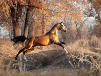 Кінь, Akhal-Teke — фото 6