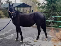 Stute, Akhal-Teke — Foto 2
