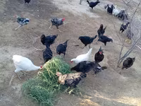 Chickens — photo 5