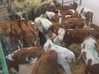 Toro, Simmental cattle — foto 7