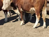 公牛, Kazakh White-headed cow — 照片 6